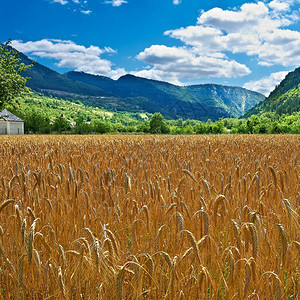 法国阿尔卑斯山的小麦田图片