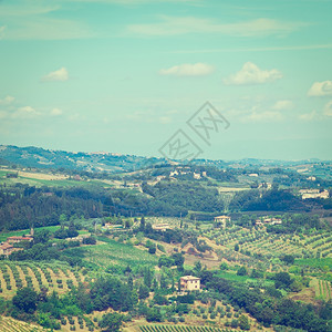Toscan带有藤园和橄榄树林的景观Instagram效应图片