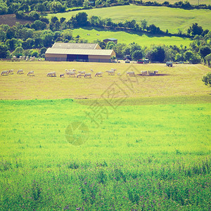 法国阿尔卑山草地的牛和公放牧Instagram效应图片