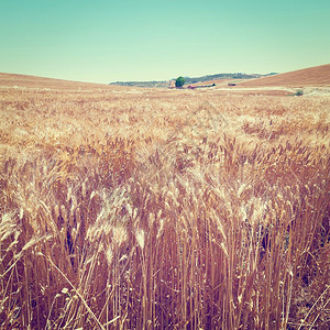 西里山上的小麦田内存效应图片