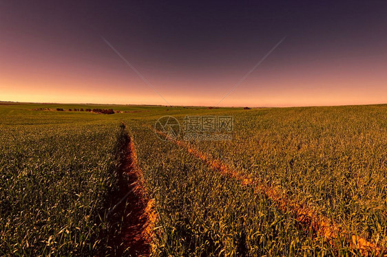 以色列有绿田和农村弯曲道路的地区以色列南部的田地在日落时初春图片