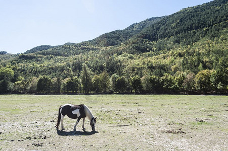 马在法国阿尔卑斯山的草地上放牧法国东南部阿尔卑斯德豪特普罗旺斯省的景观图片