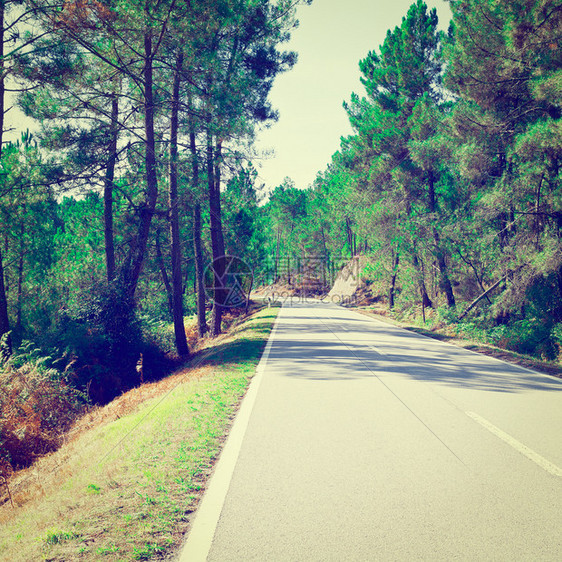 葡萄牙的森林石灰路Instagram效应图片