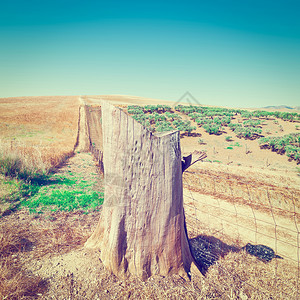 在意大利西里小麦田中橄榄前的树木灌Instagram效应图片