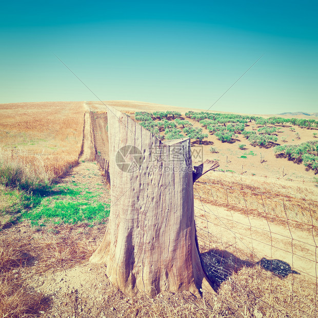 在意大利西里小麦田中橄榄前的树木灌Instagram效应图片