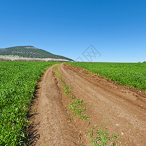 通往以色列塔博山脚上鲜花杏园的泥土路高清图片