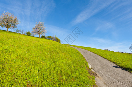 清晨瑞士牧场之间狭小的沥青路图片