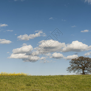 春初意大利有草地的貌意大利农业田地牧场和独树背景图片