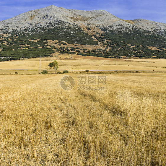 穿越西班牙坎塔布里安山田地的铁路日出山丘牧场和阳光的西班牙风景图片