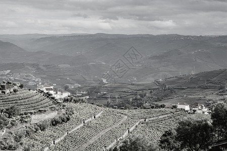 葡萄牙杜罗河地区的葡萄园牙村的植物养殖黑白照片图片