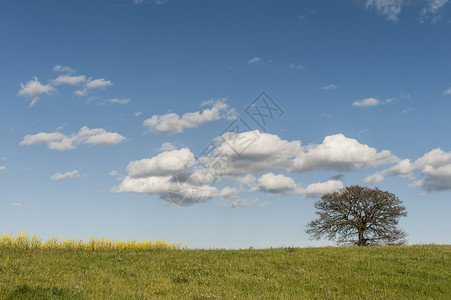 春初意大利草原景观意大利的农业田地牧场和独树上的单独树图片