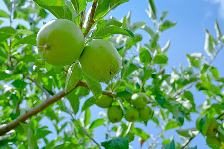 苹果园树枝上的绿苹果图片