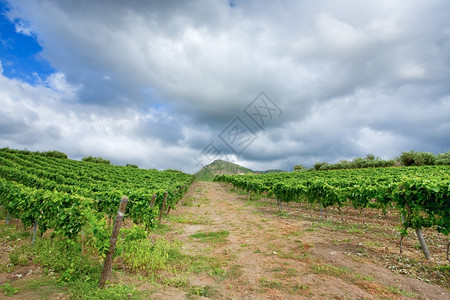 西里州埃特纳葡萄酒区灰云下的葡萄园图片