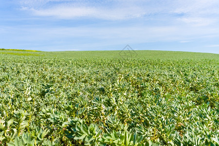法国蓝色天空下的绿农业田图片