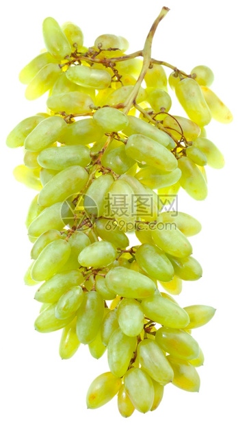 白种葡萄葡萄葡萄种图片