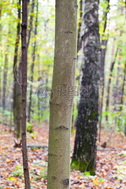 秋林中的树干和叶草图片