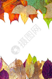 秋叶的两边框孤立在白色背景上图片