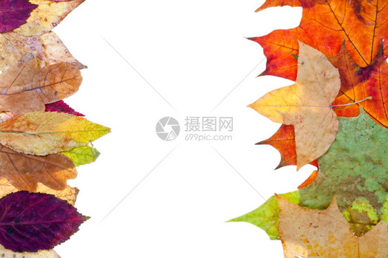 秋天叶的两边自然框孤立在白色背景上图片