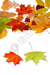 两张和许多秋叶白背景上隔绝图片
