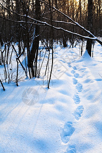在冬季森林日落早期深蓝雪中图片