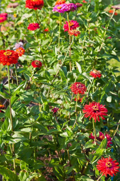 夏日的红锌花图片