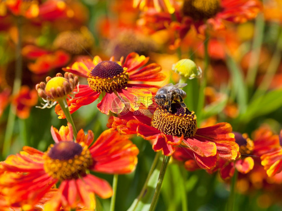蜜蜂从Gaillatia花朵中抽取蜜图片