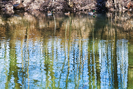 春日森林池中的鸭子和树反射图片