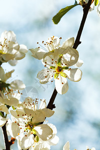 春日的白樱花紧图片
