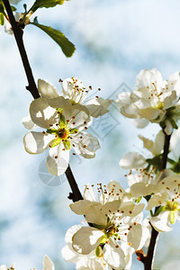 春日的白樱花紧图片