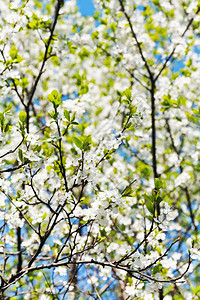 在阳光明媚的春日樱桃枝和白开花树冠图片