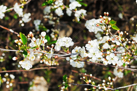 春林中白花樱桃的树枝图片