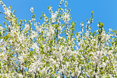 蓝色天空背景的白花樱树冠图片