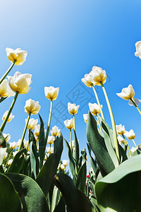 蓝色天空背景花草地上的装饰白色郁金香图片