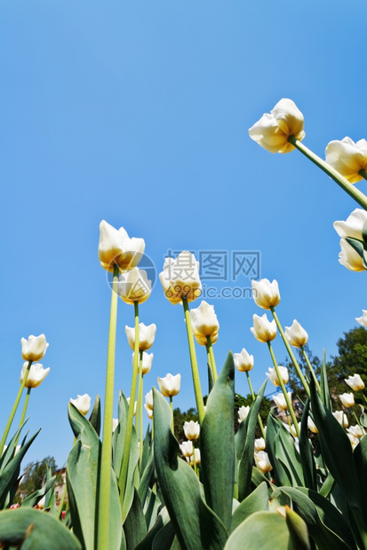 蓝色天空背景花朵床许多装饰白色郁金香的底部视图图片