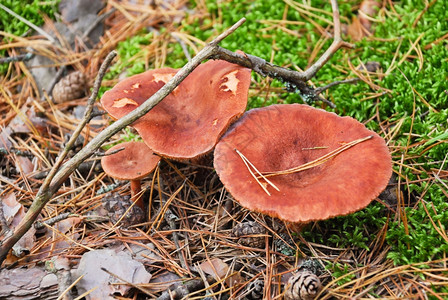 潮湿秋的森林中拉克塔利乌斯蘑菇图片