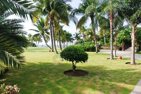 海南岛夏日的海边草地图片