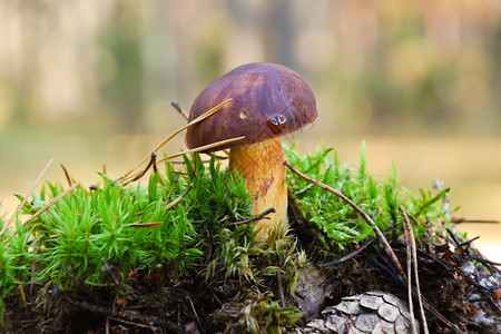 潮湿秋的森林中蘑菇图片