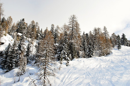 意大利多洛米特州ValGardana山上的雪林图片