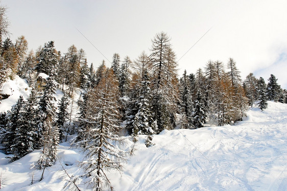 意大利多洛米特州ValGardana山上的雪林图片