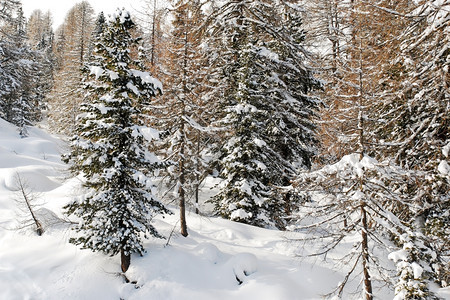 意大利多洛米特人ValGardana山上雪覆盖的锥形森林图片