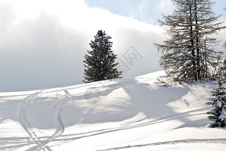 意大利多洛米人ValGardana的雪山上在树周围跑在意大利多洛米特人ValGardana图片