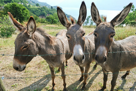 夏日在意大利农场的三头驴子图片