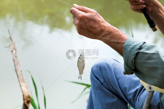 渔民从俄罗斯库班河捕到俄罗斯库班河的小鱼苗图片