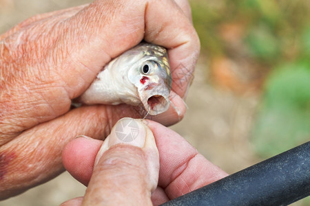 渔民从鱼的嘴里拉出钩紧闭着嘴图片