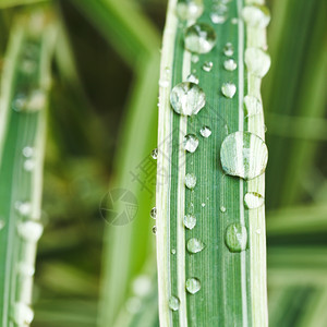 绿雨滴在叶子上蒙罗维雅波尼卡近距离接图片