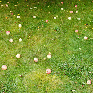 夏日的绿草上躺着落下成熟的苹果图片