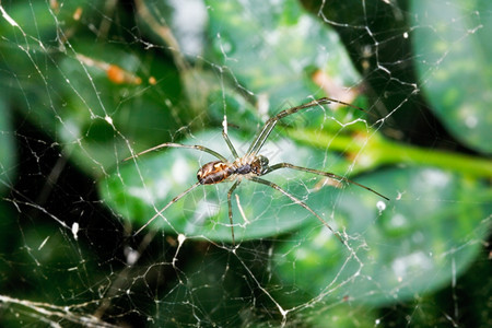 雨后树叶之间蜘蛛的网图片