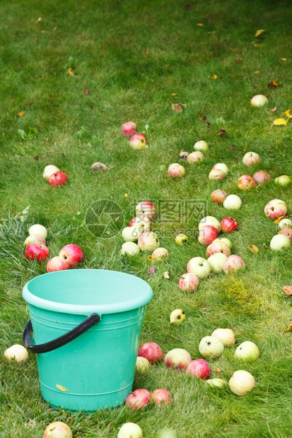 夏天在果园里采摘成熟的苹果图片