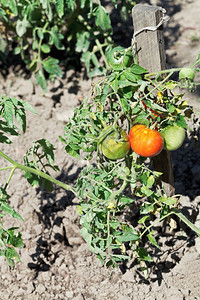 夏日花园的红番茄和绿图片