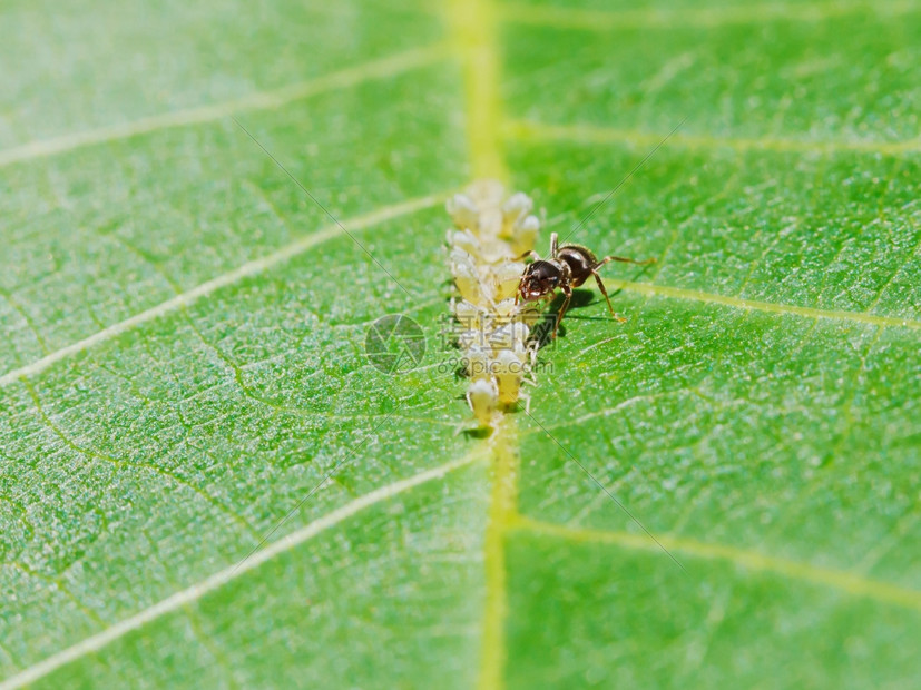 从胡桃树叶上聚集的虫类中提取蜂蜜的蚂蚁图片